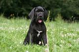 DOGUE ALLEMAND 390